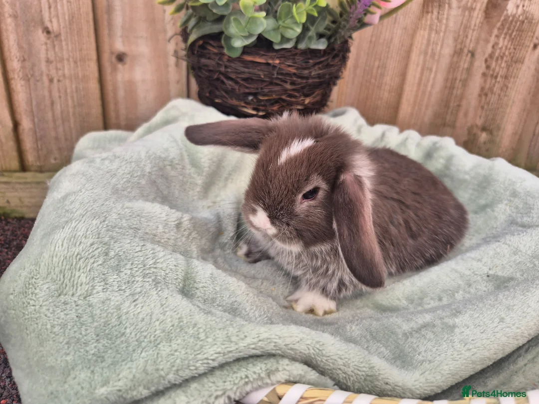 Mini Lop rabbits for sale:  ❤️ Gorgeous mini lops ❤️ please read description - Advert 17