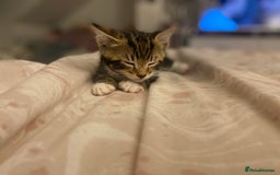 Mixed Breed cats for sale: 4 beautiful kittens for sale , 3 boys 1 girl  - Image 15