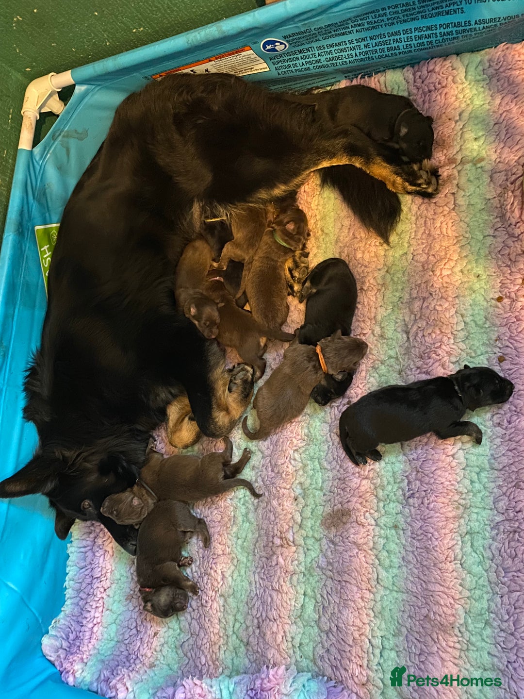German Shepherd dogs for sale: Beautiful straight back German Shepherds  - Image 6