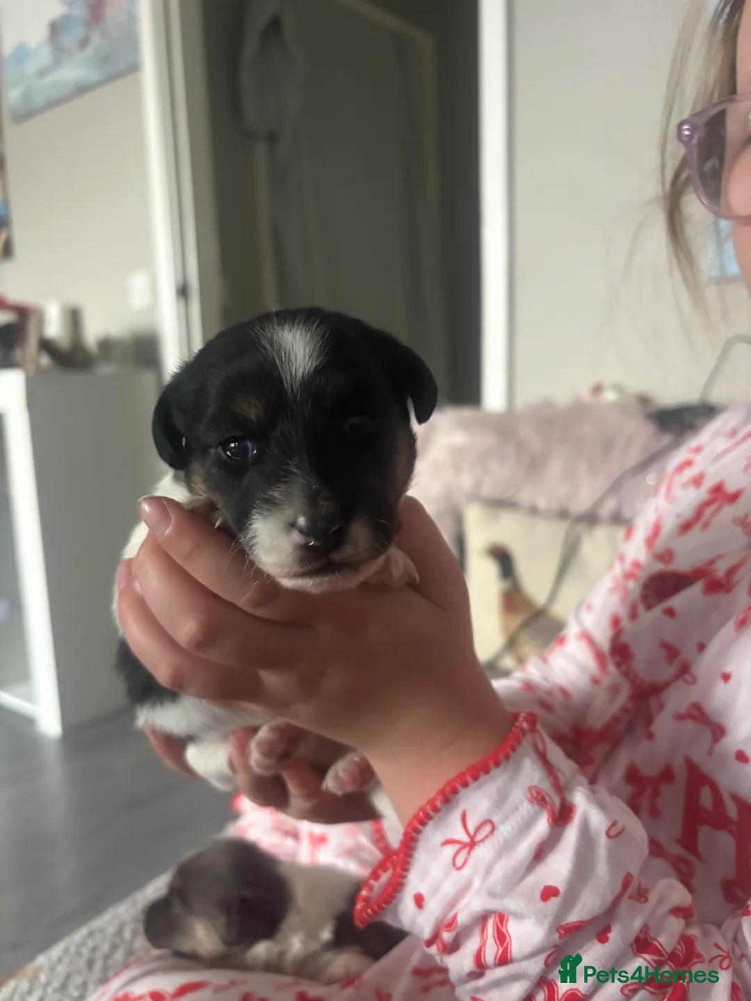 Jack Russell dogs for sale: For sale  - Advert 5