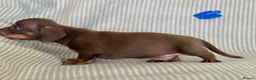 Miniature Dachshund dogs for sale: Miniature smooth coat dachshund puppies - Advert 21