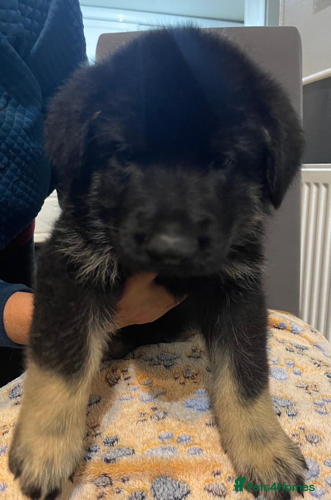 German Shepherd dogs for sale: KC Registered Big Bouncy German Shepherd Puppies - Advert 18