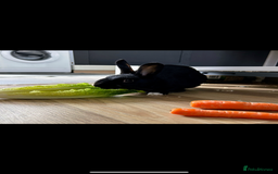 Rex rabbits for sale: 1.5 year old bunny & set up  - Image 1