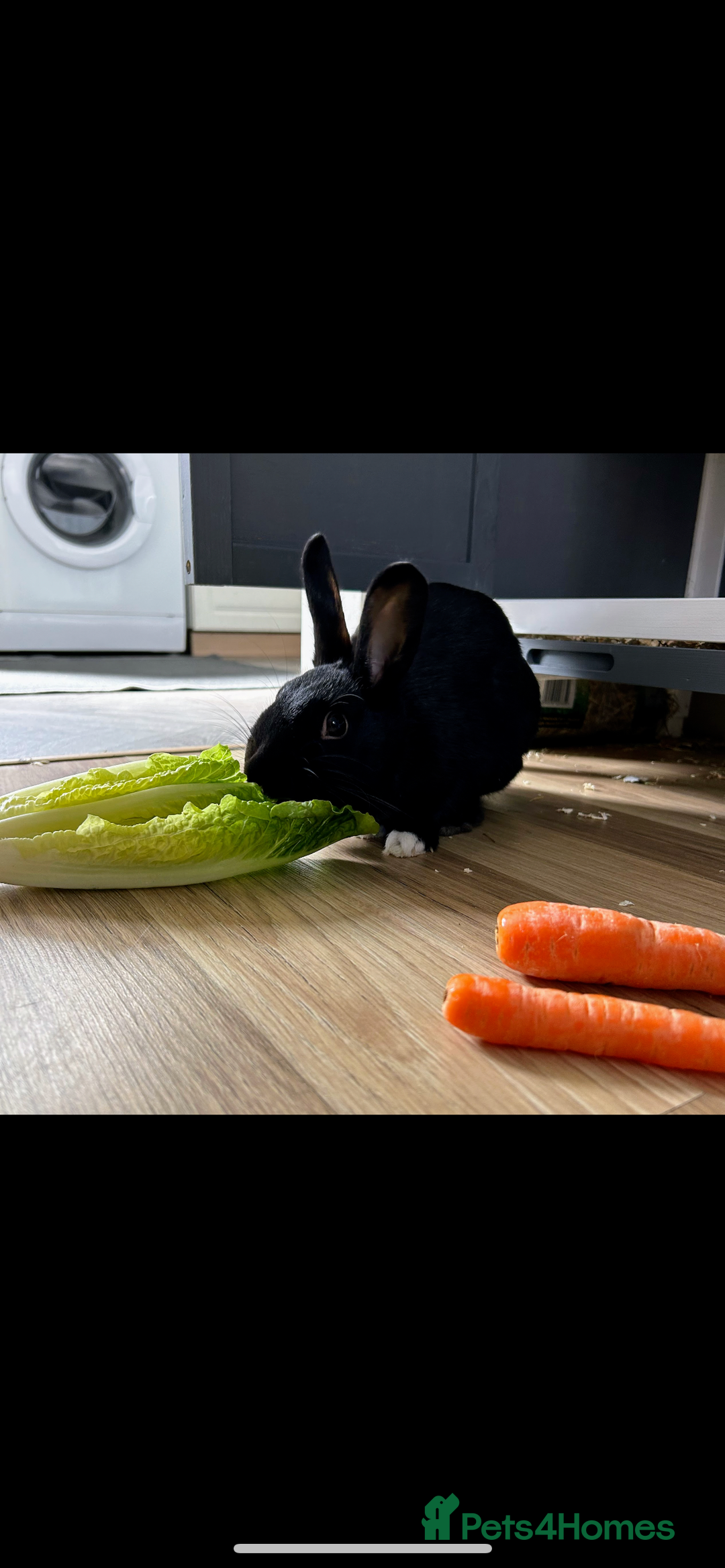 Rex rabbits for sale: 1.5 year old bunny & set up  - Image 1