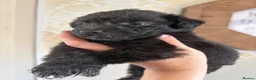 Patterjack dogs for sale: Patterjack girl in Thetford - Advert 1