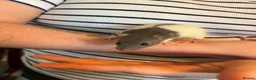 Rat rodents for sale: Rat babies in Bracknell - Advert 5