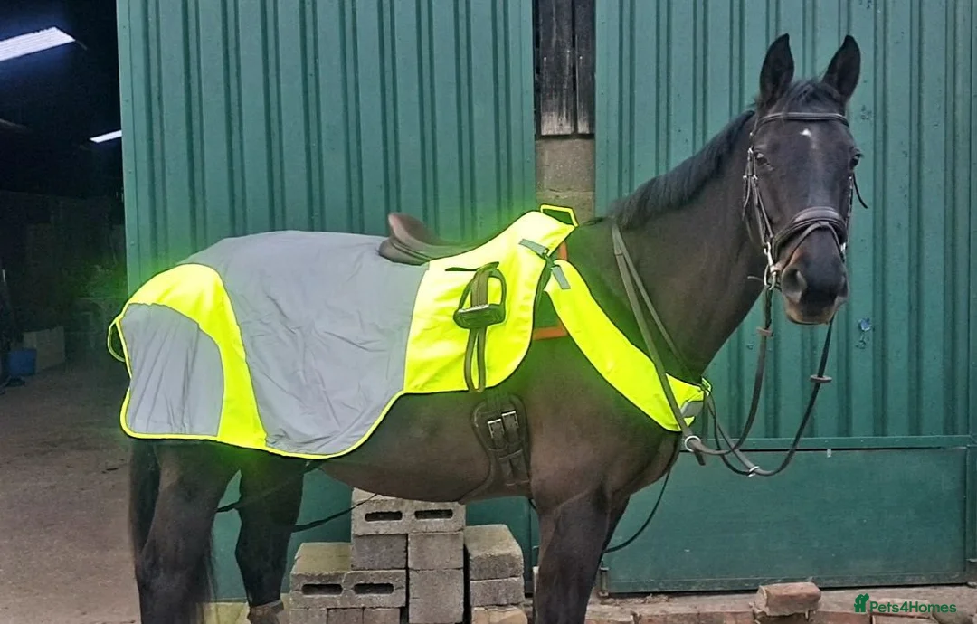 British Warmblood horses for sale: Eventing Schoolmistress in Northallerton - Advert 1