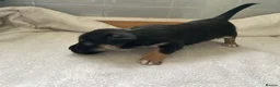 Jack Russell dogs for sale: Beautiful Jack Russell puppies  - Advert 19