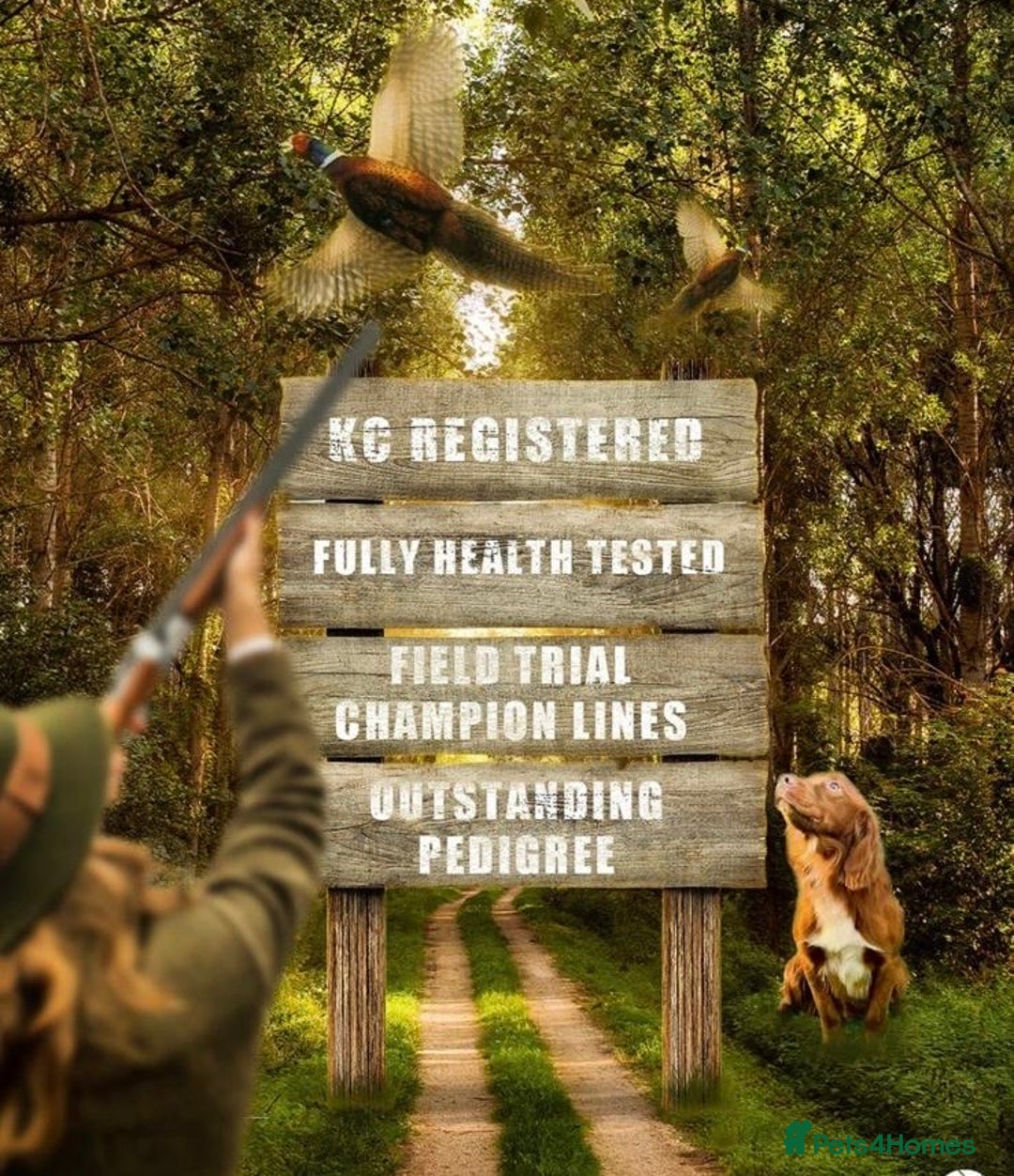 Cocker Spaniel dogs for stud: Handsome working cocker spaniel for stud!! - Advert 9