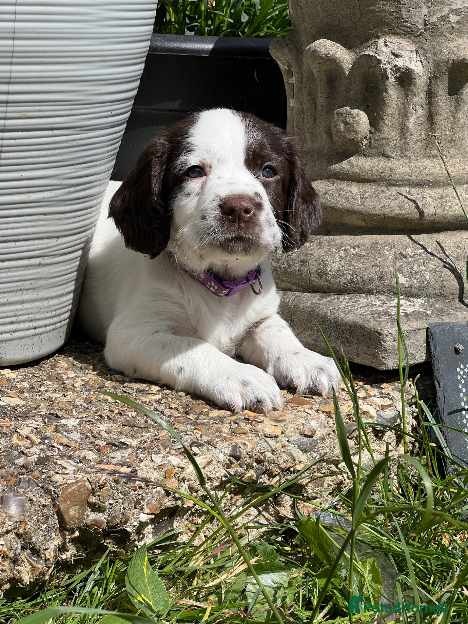 English Springer Spaniel dogs English Springer Spaniel Puppies - Advert 18