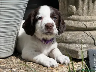 English Springer Spaniel dogs English Springer Spaniel Puppies - Advert 18