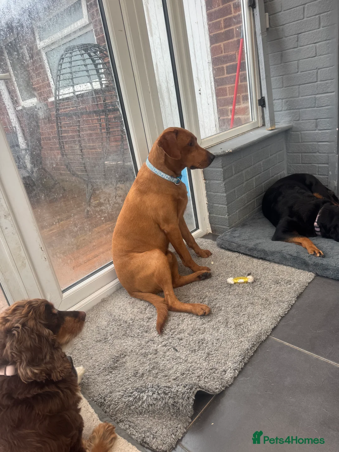 Labrador Retriever dogs for stud: FOX RED LABRADOR FOR STUD ONLY  - Advert 3