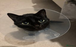 Domestic Shorthair cats for sale: Female cat for rehoming  - Image 3