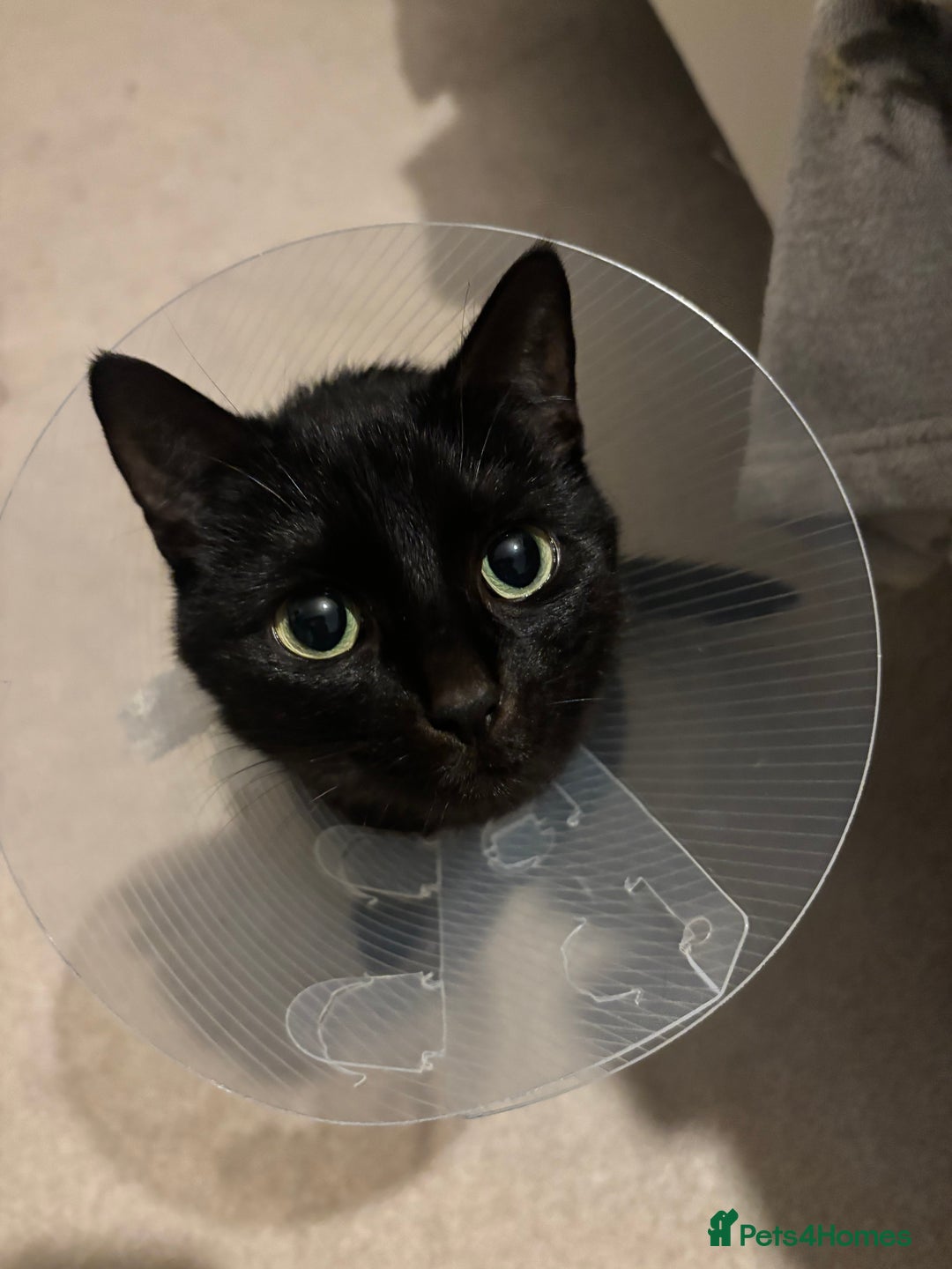 Domestic Shorthair cats for sale: Female cat for rehoming  - Image 3