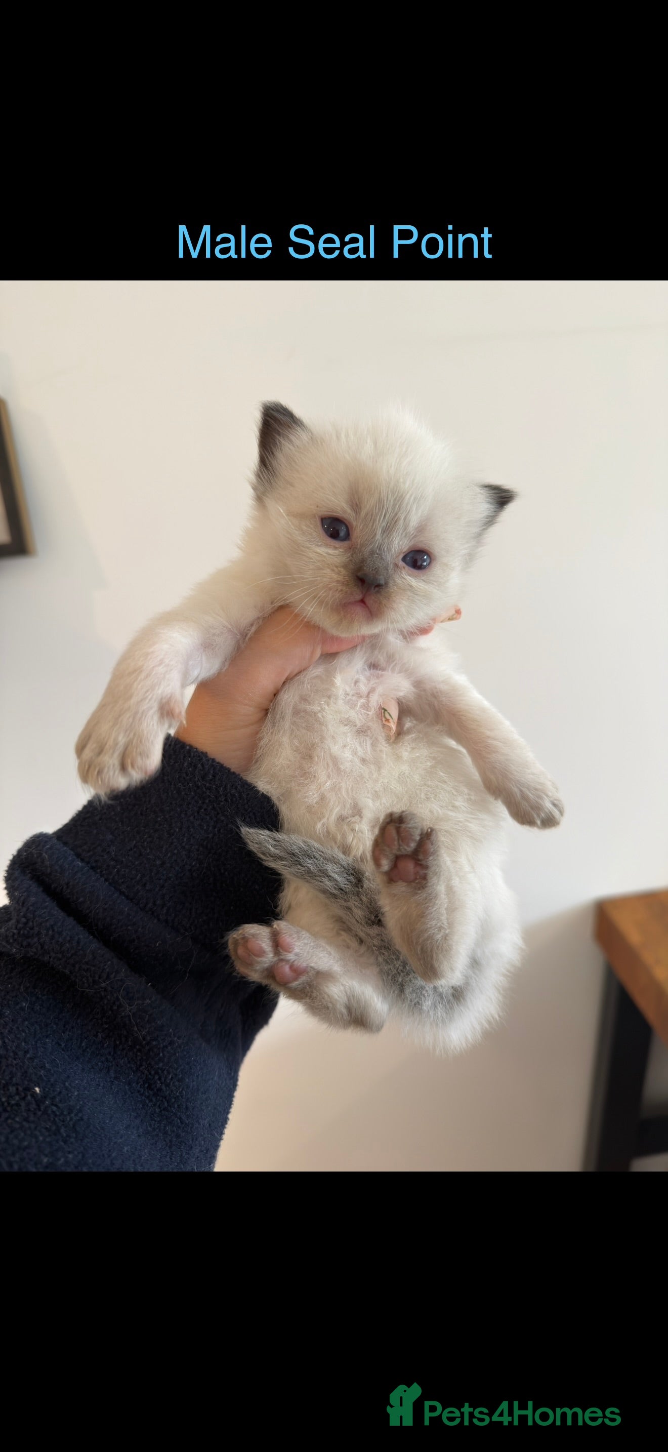 Ragdoll Kitten 1