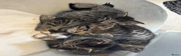 Mixed Breed cats for sale: Gorgeous tabby kittens  - Advert 9
