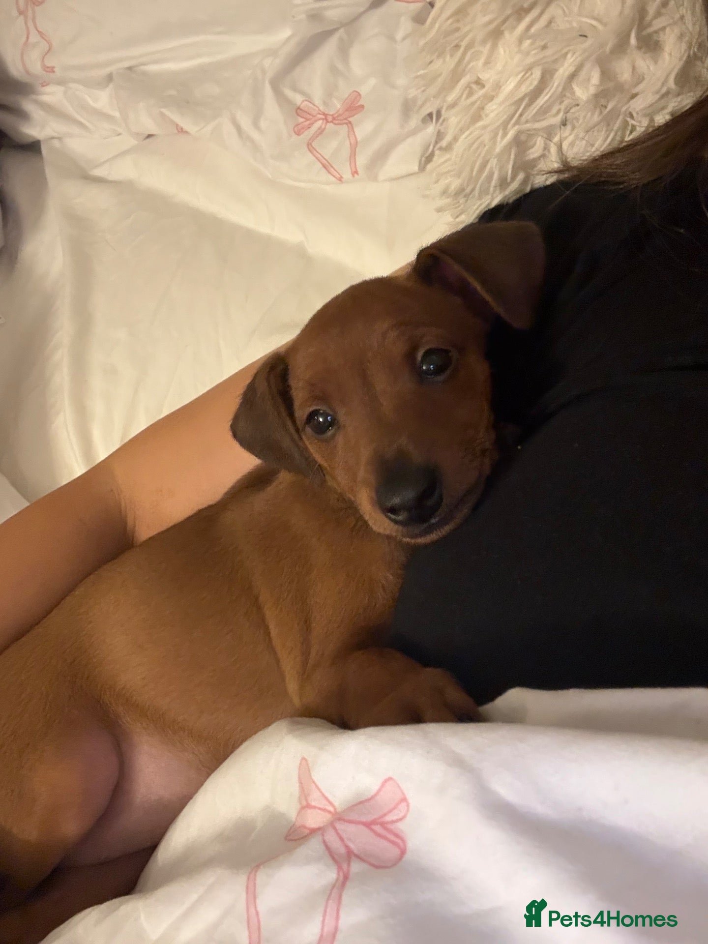 Miniature Pinscher dogs Miniature Pinscher Girl Puppy Last One Available🐶 - Advert 2