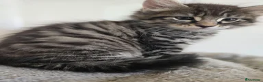 Maine Coon 5