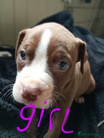 American Bull Staffy dogs - Advert 2