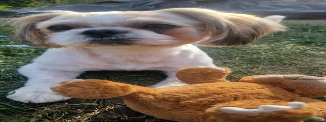 Poco-Loco