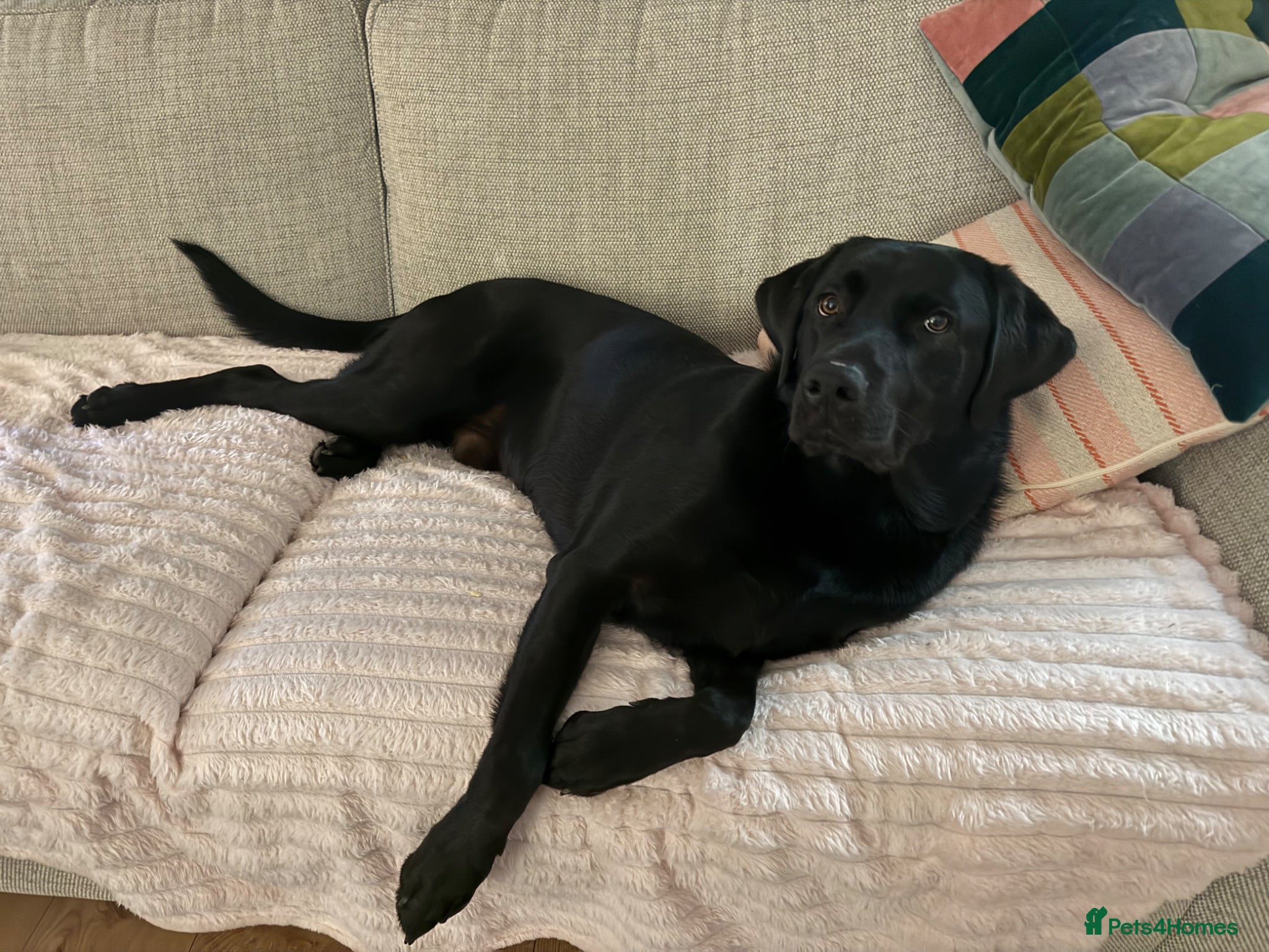 Labrador Retriever dogs Obi the Labrador  - Advert 1