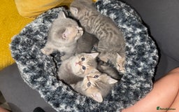 Scottish Fold cats for sale: Beautiful Scottish straight cross British shorts😍 - Image 3
