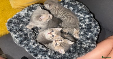 Scottish Fold cats - Advert 16