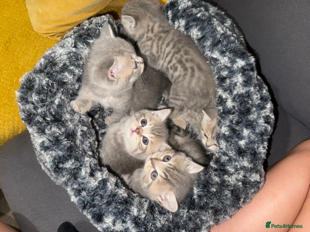 Scottish Fold cats for sale: Beautiful Scottish straight cross British shorts😍 - Image 3