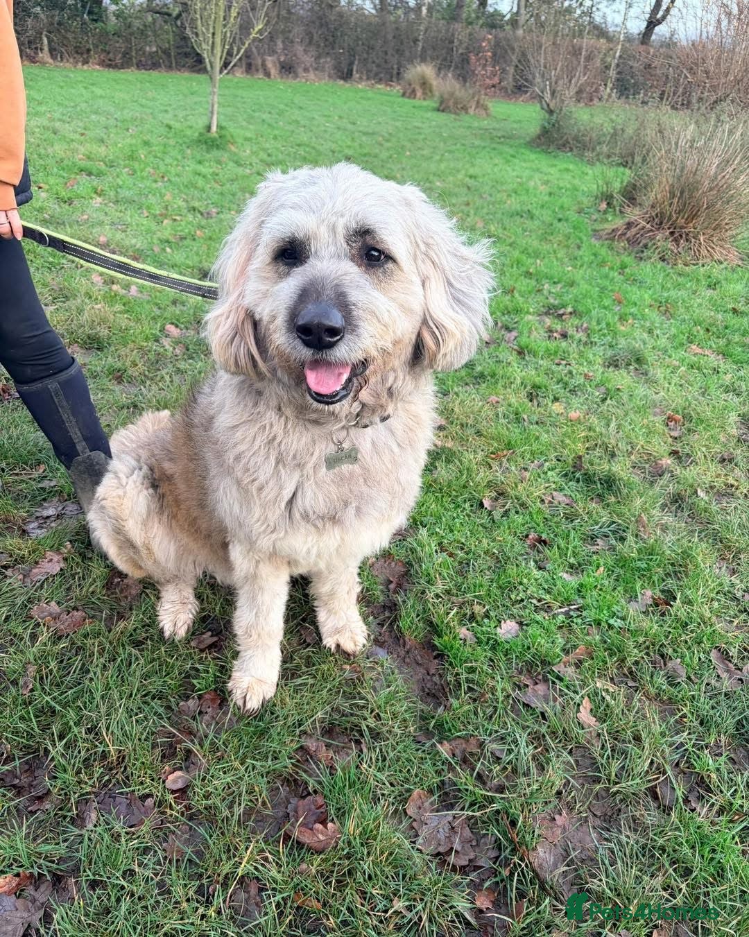 Mixed Breed dogs for adoption: 💚 Oscar - our bear boy💚 - Advert 8