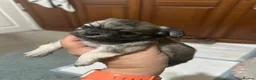Chihuahua dogs for sale: Beautiful long-haired chihuahuas  - Advert 25
