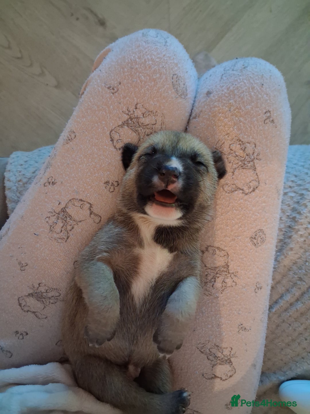 Mixed Breed dogs for sale: Agouti Husky Cross puppies  - Advert 8