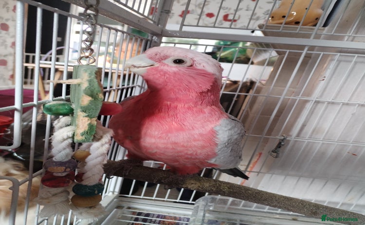 Cockatoo birds - Advert 1