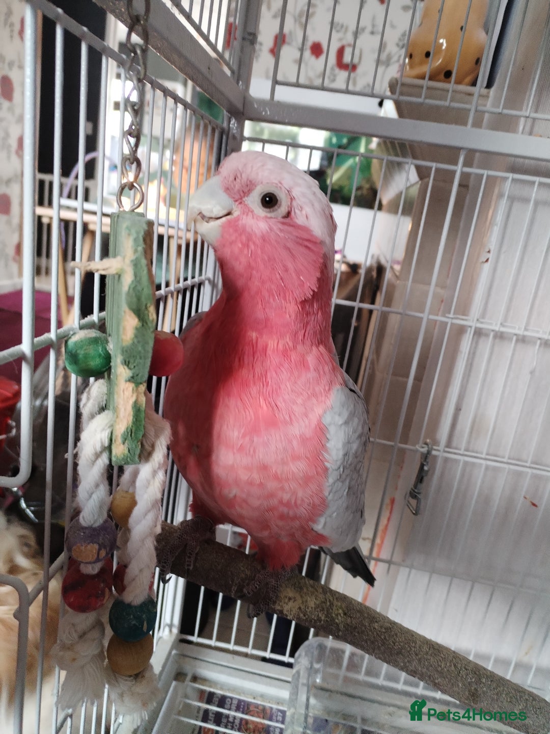 Cockatoo birds for sale: Galah cockatoo  - Image 1