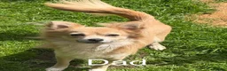 Chihuahua dogs for sale: Chihuahua pups 1 girl 1 boy - Advert 6
