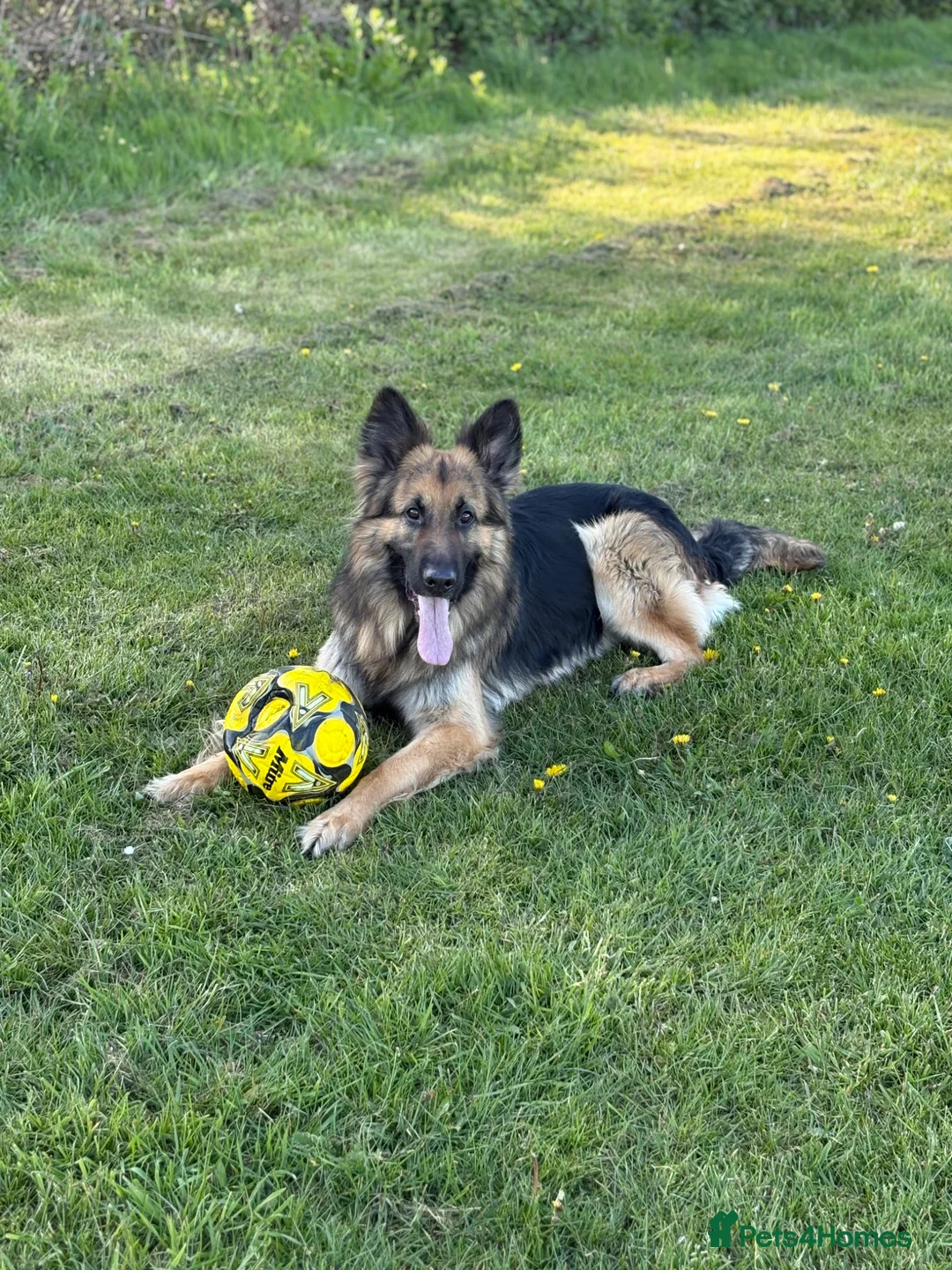 German Shepherd dogs for stud: Gorgeous boy stud ***** proven ***** - Advert 4