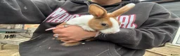 Dutch rabbits for sale: Dutch baby bunnies 10 weeks  - Advert 5