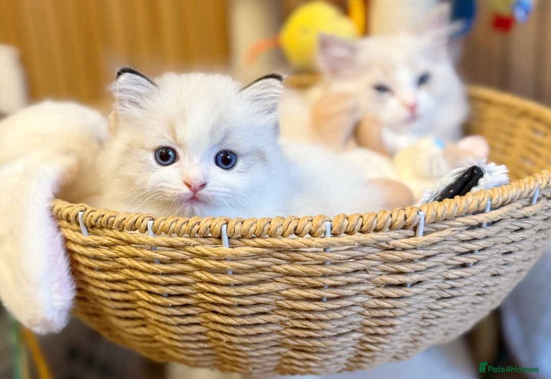 Ragdoll cats for sale: DNA Tested Ragdoll Kitten 1 Male Available  - Advert 11