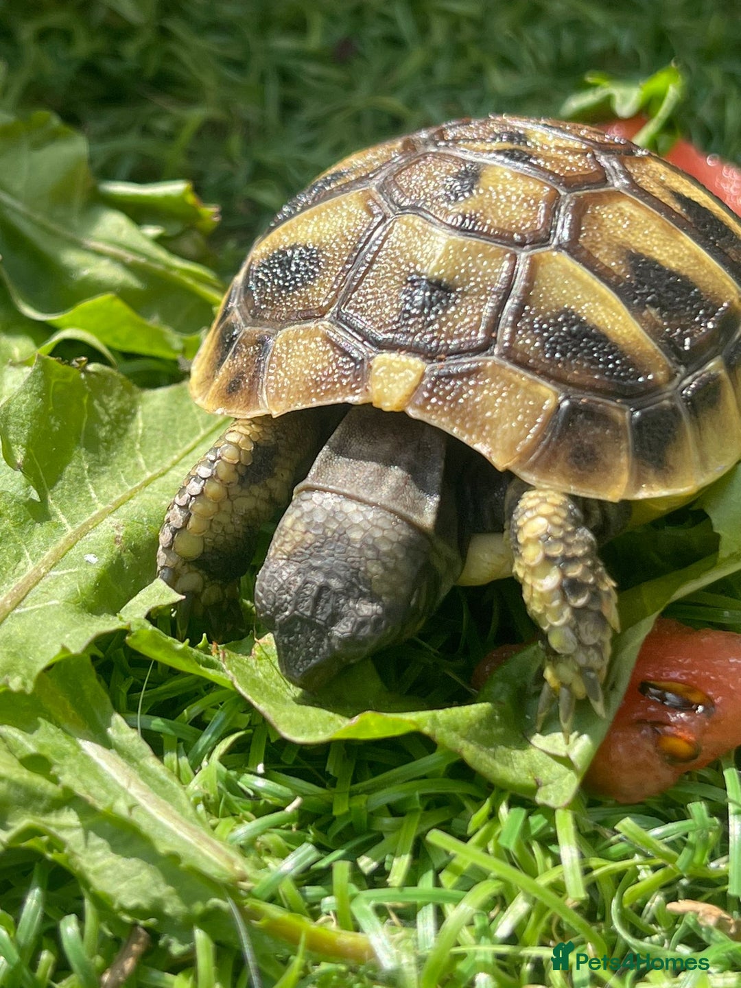 Hermann Tortoise reptiles for sale: Baby hermanns tortouse  - Image 3
