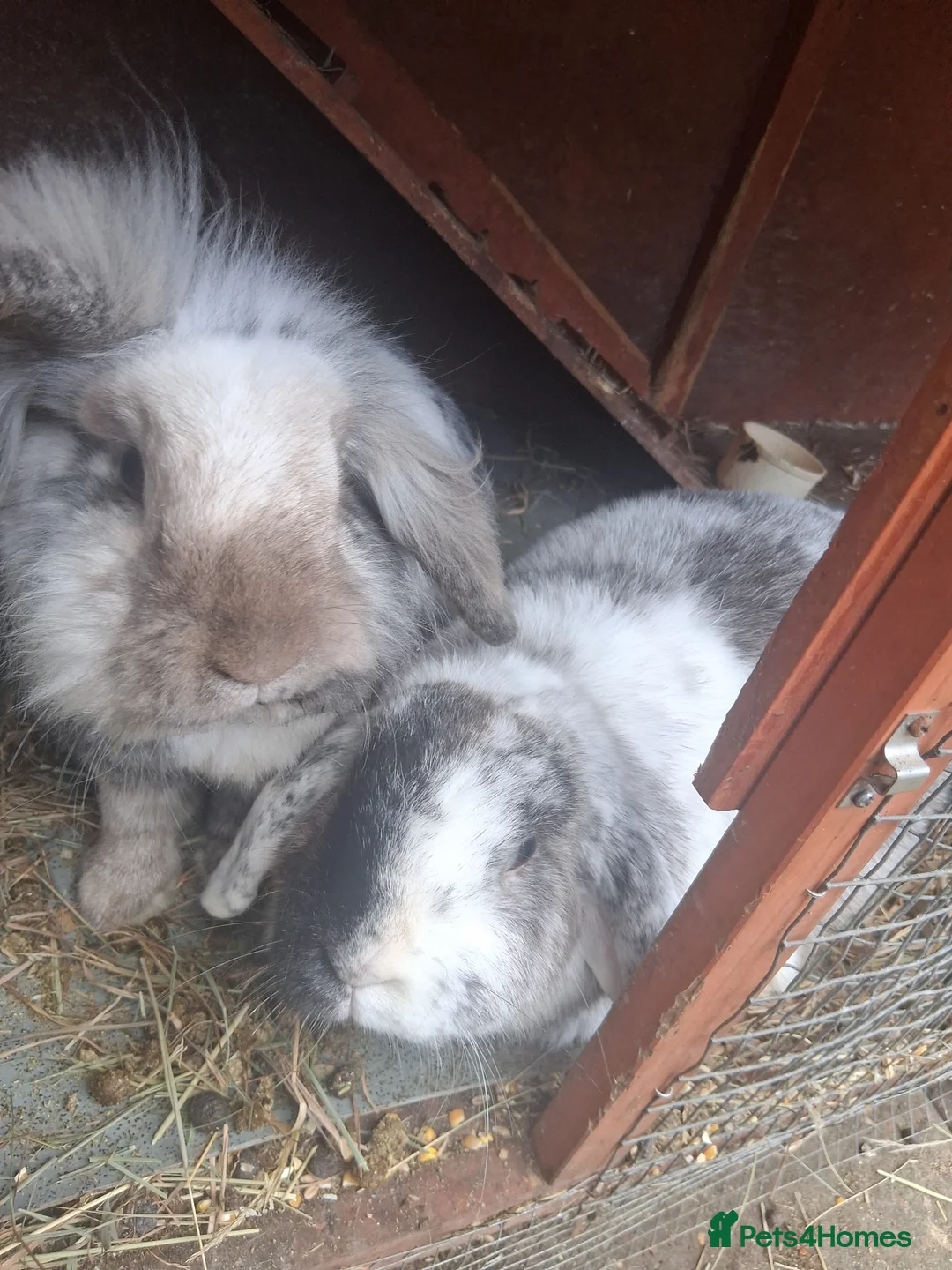 Mixed Breed rabbits for sale: Rabbits  - Advert 1