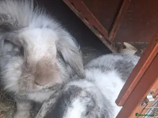 Mixed Breed rabbits Rabbits - Advert 1