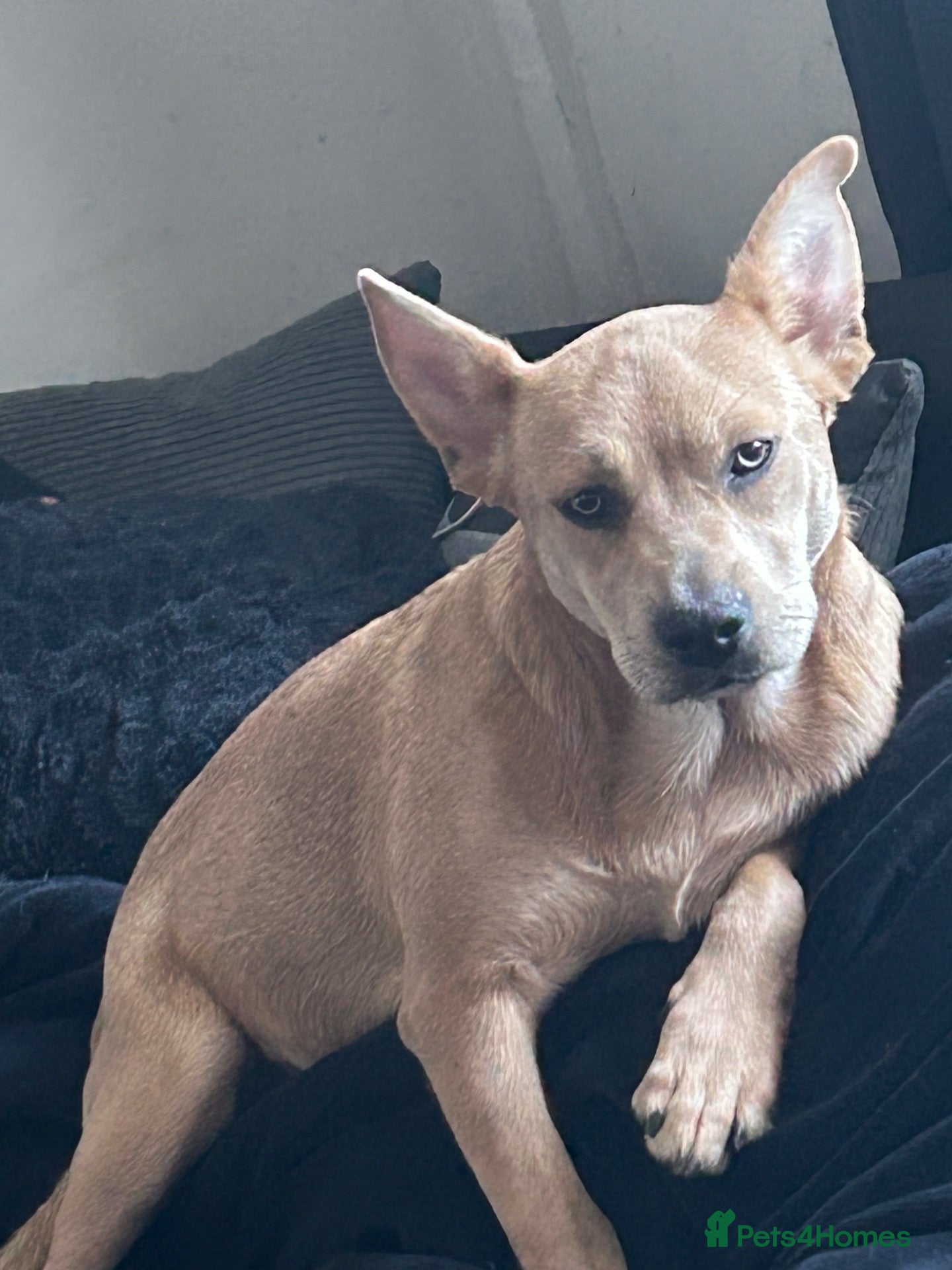 Mixed Breed dogs Kiki  - Advert 4
