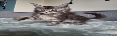 Lord Valentino TitaniumCat 