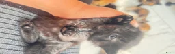 British Longhair cats for sale: Small very fluffy kitten in London ready now - Advert 5