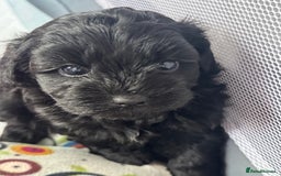 Shihpoo dogs for sale: Outstanding Shihpoo puppies - Image 12