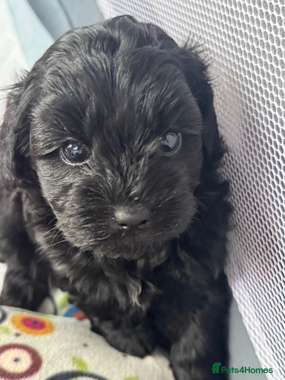 Shihpoo dogs for sale: Outstanding Shihpoo puppies - Image 12