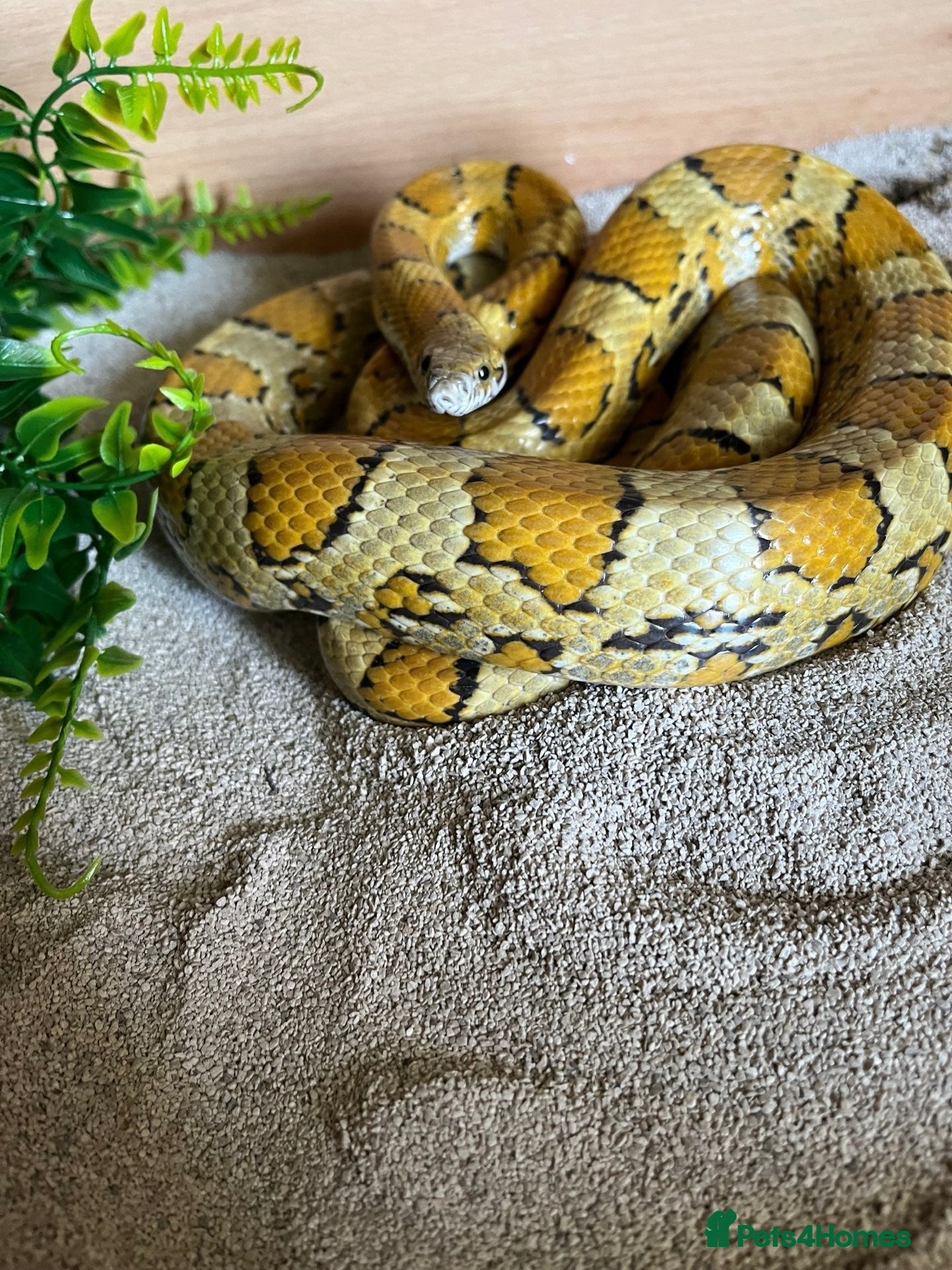 Corn Snake reptiles Caramel corn snake  checkered belly  - Advert 2