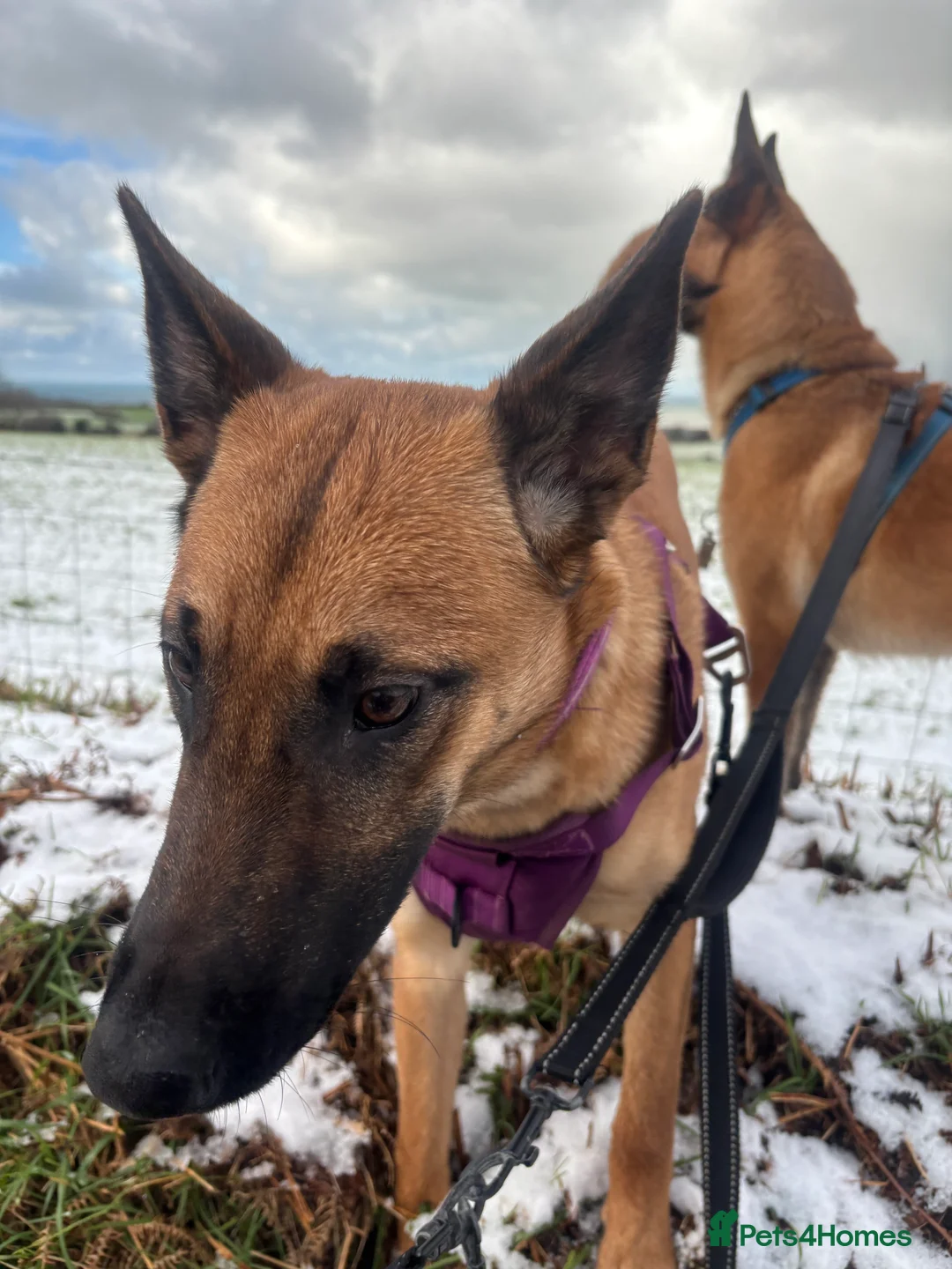 Mixed Breed dogs for sale: Malinois x GSD girl - Advert 5