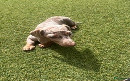 Miniature Dachshund dogs for sale: Miniature Dachshund (Bitch) - Image 11