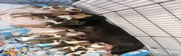 American Bulldog dogs for sale: 4 beautiful American bulldogs  in Coventry - Advert 9