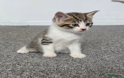 Mixed Breed cats for sale:  kittens avaliable now - Image 11